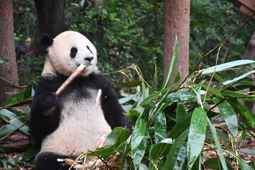 the cute panda is eating bamboo