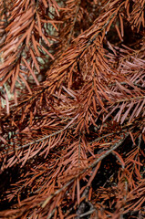 Closeup of dry brown pine needles. Background