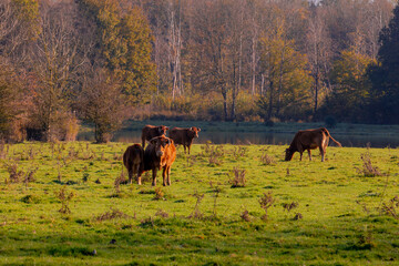 Selective focus folk of Salers cattle in its natural habitat in Autumn, The Salers is a breed of cattle in forest, Lincoln red cow nibbling fresh green grass in the meadow, Countryside in Netherlands.