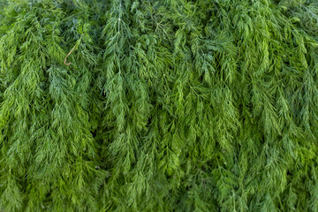 Fresh green foliage draping gracefully over a sunny garden path during springtime