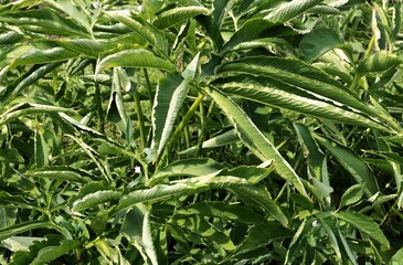 Fototapeta premium green leanes of Amorphophallus Rivieri plant - Araceae Family