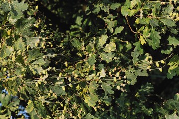 branches of oak tree with acorns