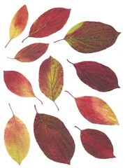 compositions of colorful autumnal leaves isolation