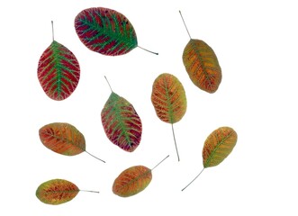 compositions of colorful autumnal leaves isolation