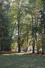colorful various foliage of trees at autumn scenic