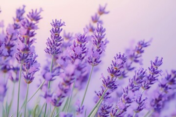 Obraz premium Soft gradients of purple and lavender.