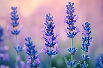 Naklejka premium Soft gradients of purple and lavender.