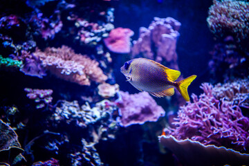 Fish swimming among coral reef in the aquarium