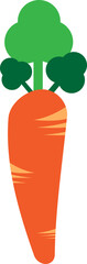 Illustration of Carrot, Carrot Vegetable
