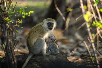 Vervet monkey with baby