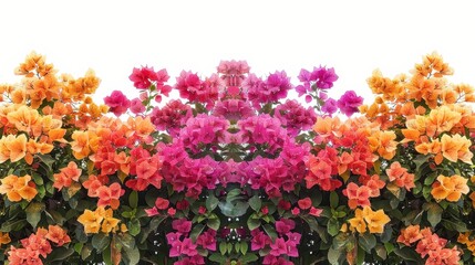 Fototapeta premium A vibrant display of bougainvillea flowers in shades of pink, orange, and purple.