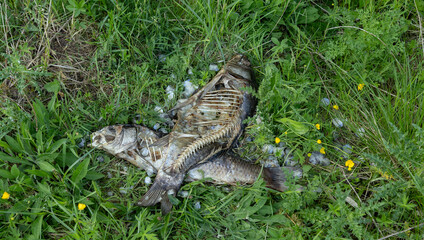 pair of dead decomposed wild carp on a riverbank, fishing, hunting concept