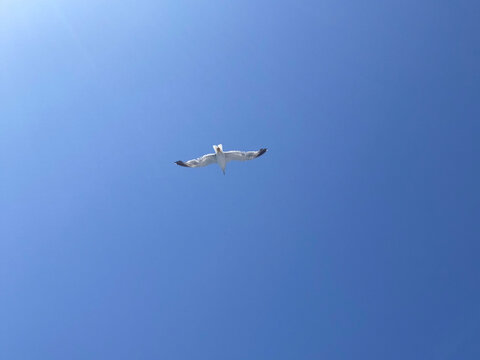Seagull with spread wings flying, bright blue sky background, landscape