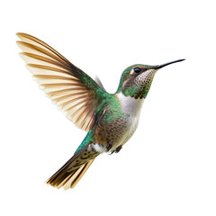 Fototapeta premium A vividly colored hummingbird flits mid-air, showcasing iridescent feathers and gracefully outstretched wings., isolated on a transparent background.