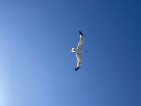 Seagull with spread wings flying, bright blue sky background, landscape
