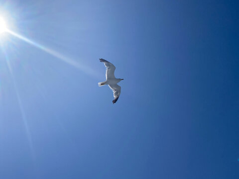 Seagull with spread wings flying, bright blue sky background with sun rays, landscape

