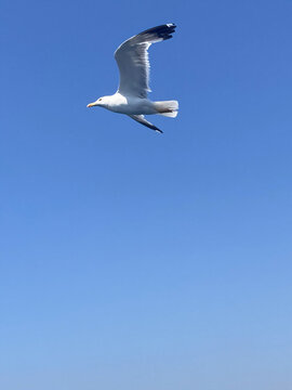 Seagull with spread wings flying, bright blue sky background, portrait
