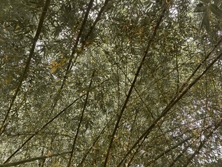 Fototapeta premium bamboo forest in the jungle.