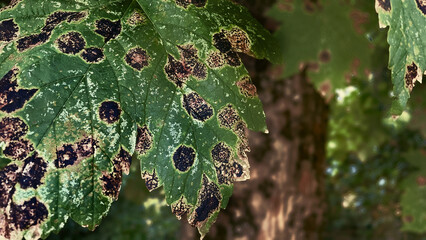Macchia nera su alcune foglie di platano
