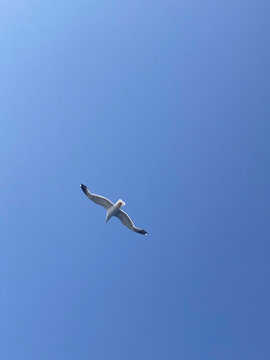 Seagull with spread wings flying, bright blue sky background, portrait
