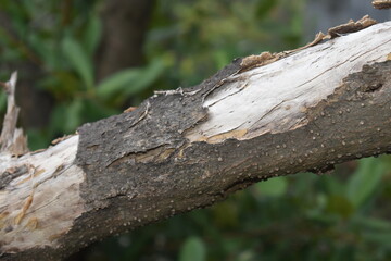 Obraz premium A close-up of a tree trunk with peeling bark. Texture photo of the tree trunk