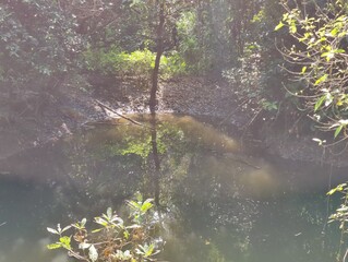 green leaf in nature, nature background