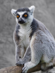 Naklejka premium portrait of a lemur on a blurred background