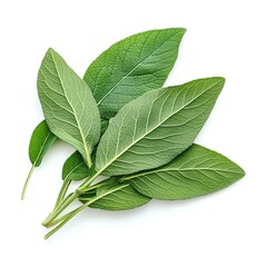 Obraz premium Fresh green leaves showcasing vibrant and natural texture.