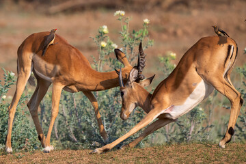 Male impalas fighting with oxpickers as judges