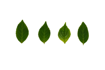 シソの葉　植物