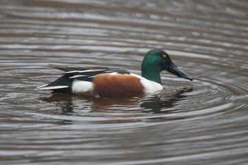 Obraz premium Spatula clypeata - Northern Shoveler - Canard souchet