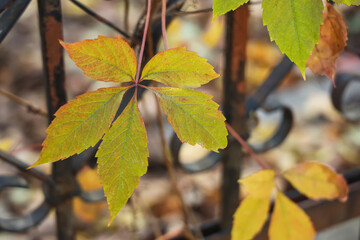 Beautiful tree with colourful leaves in autumn park, closeup