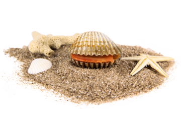 Sand and sea shell beach theme, isolated white, png file, transparent background