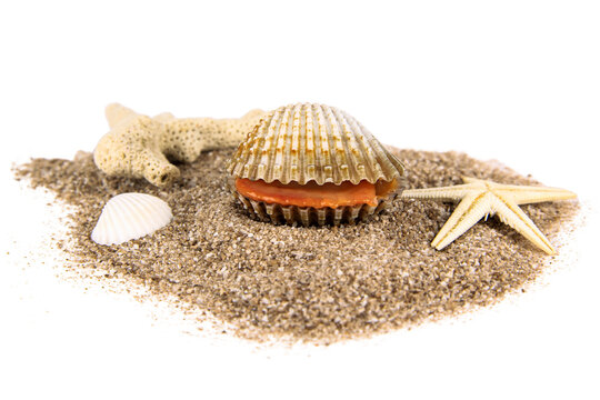 Sand and sea shell beach theme, isolated white, png file, transparent background