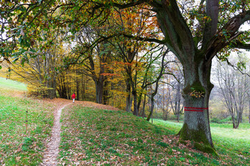 Colorful autumn Landscape in Bohemian Paradise, Czech Republic 