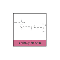 Carboxy-biocytin skeletal structure diagram.Vitamin B7 compound molecule scientific illustration.