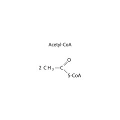 Fototapeta premium Acetyl-CoA skeletal structure diagram.Organic molecule compound molecule scientific illustration.