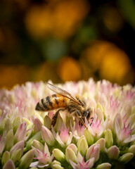 bee on a flower