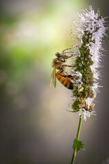 bee on a flower