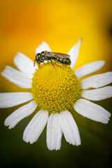 bee on daisy