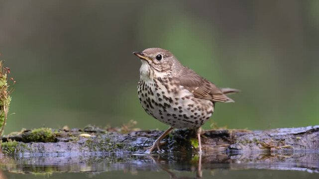 Bird - Song Trush Turdus philomelos in the forrest waterhole amazing warm light bird drinking water and bathing