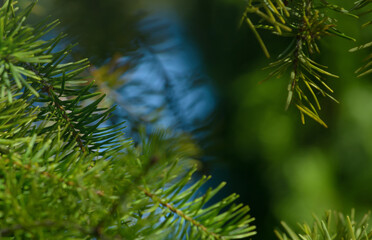 Blurred green background with spruce branches