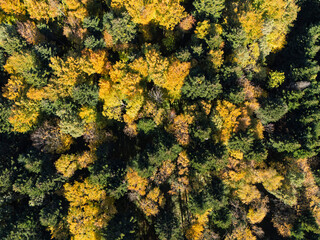 A stunning aerial view of a vibrant forest with trees displaying autumn colors. A beautiful blend of gold, orange, and green foliage creates a captivating landscape.