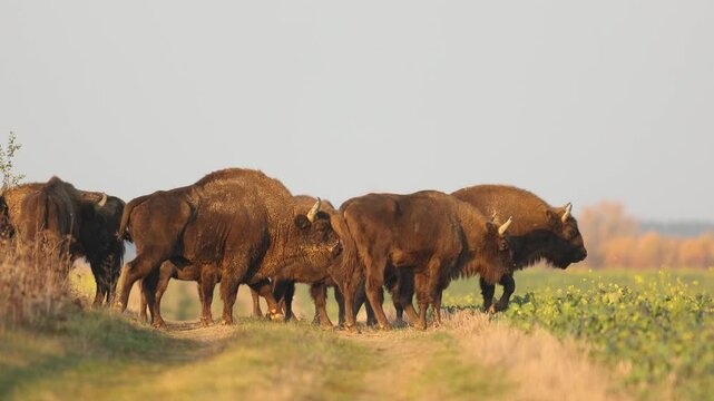 Mammals - wild nature European bison ( Bison bonasus ) Wisent herd standing on the autumn field sundown North Eastern part of Poland, Europe Knyszynska Primeval Forest