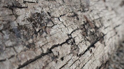 A close-up of a textured tree trunk, its bark illuminated in the warm light of day. 