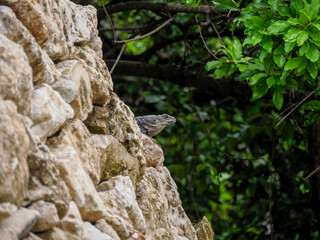 Iguana on the rock wall of Tulum maya historical archeological site yucatan mexico