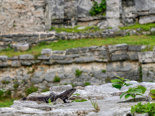 Iguana on the rock wall of Tulum maya historical archeological site yucatan mexico