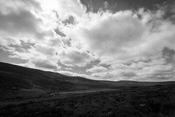 Wicklow contrasté
