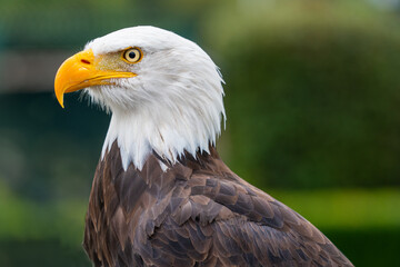Obraz premium Weisskopfseeadler in der Natur