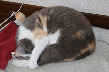 猫、キキ、女の子、かわいい、寝ている、お気に入り、ミケ、目大きい、子猫、動物